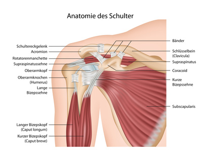 M. supraspinatus - Wissenschaftler untersuchen richtiges Dehnungsverfahren